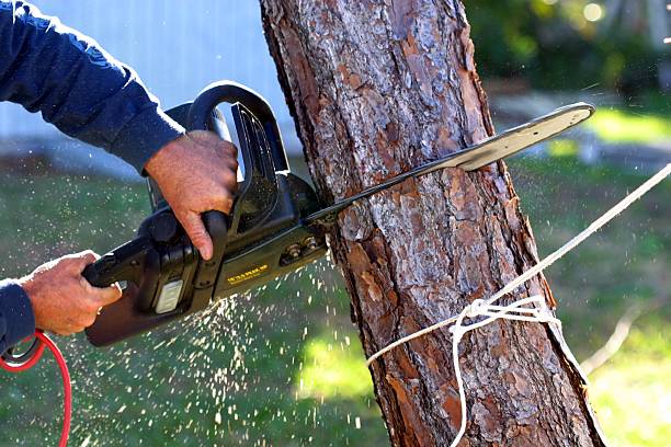 Professional Tree Care in Siler City, NC