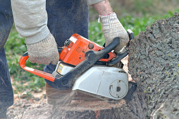 How Our Tree Care Process Works  in  Siler City, NC